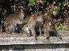 Mauritius - Grand Bassin / Ganga Talao: holy monkeys - photo by A.Dnieprowsky