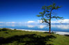 Khvsgl lake / Nuur, Khvsgl / Hovsgol province, Mongolia: on the lake shore - lone tree - photo by A.Ferrari