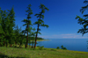 Khvsgl lake / Nuur, Khvsgl province, Mongolia: forest along the shore - photo by A.Ferrari