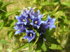 Montenegro - Crna Gora - Durmitor national park: wild flowers - photo by J.Kaman