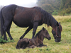 Montenegro - Crna Gora - Komovi mountains: mother and son - horses from Katun tavna - photo by J.Kaman