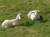 Montenegro - Crna Gora - Komovi mountains: Katun tavna - sheep - photo by J.Kaman