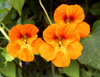 Morocco / Maroc - Rabat: orange flowers - Chellah garden - photo by J.Kaman