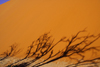 Namib Desert - Sossusvlei, Hardap region, Namibia: tree silhouettes - photo by Sandia