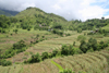 Annapurna region, Nepal: terraced fields - photo by M.Wright