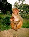 Nepal - Kathmandu valley: monkeys (photo by G.Friedman)