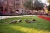 Netherlands / Holland  - Amsterdam / AMS (Noord-Holland): lounge lizards - iguanas - Max Euweplein (photo by M.Torres)