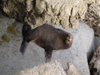 New Zealand - Fur seal among rocks - photo by Air West Coast