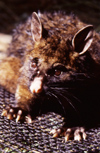 New Zealand - possum in live trap - photo by Air West Coast