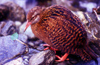 New Zealand - woodhen - Gallirallus australis - weka at creek - photo by Air West Coast