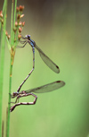 New Zealand - blue damselflies - photo by Air West Coast