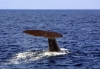 New Zealand - South island - Kaikoura: fluke of a sperm whale (photographer Rod Eime)