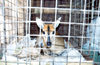 Nigeria - Lagos / LOS: bush meat - caged Bambi - Lekki market - photo by Dolores CM