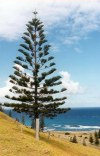 Norfolk island: the Norfolk pine - Araucaria heterophylla (photo by Galen R. Frysinger)