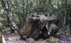 Peleliu / Beliliou island, Palau: WWII Sherman Tank destroyed by the 14th Division of the Imperial Japanese Army army during the Battle of Peleliu - photo by B.Cain