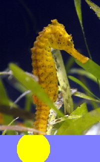 Palau - Underwater photography: seahorse - underwater image - photo by B.Cain