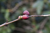 Boquete, Chiriqu Province, Panama: coffee plants with beans - photo by H.Olarte