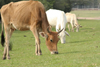 Villa Florida, Misiones department, Paraguay: cows grazing - free range cattle - photo by A.Chang