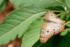 Paraguay - Asuncin: butterfly on a leaf / mariposa en una hoja (photo by Andre Marcos Chang)