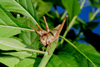 Paraguay - Asuncin: pair of grasshoppers / saltamontes (photo by Andre Marcos Chang)