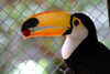 Paraguay - Asuncin - Toucan with a fruit in its bill - photo by Amadeo Velazquez - Los tucanes se estudian en la familia Ramphastidae. Estas aves son naturales de las Amricas y en su mayora habitan en las selvas tropicales. La ubicacin se extiende des