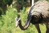 Asuncin, Paraguay: Nandu, Rhea americana - head and long neck - Asuncin zoo - photo by A.Chang