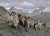 Ausangate massif, Cuzco region, Peru: a herd of Llamas on the trail below Arapa Pass on Ausangate's west flank- Peruvian Andes - photo by C.Lovell