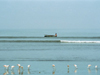 Paracas National Reserve / Reserva Nacional de Paracas, Ica region, Provincia de Pisco, Peru: the fishermen and the flamingos - photo by M.Bergsma