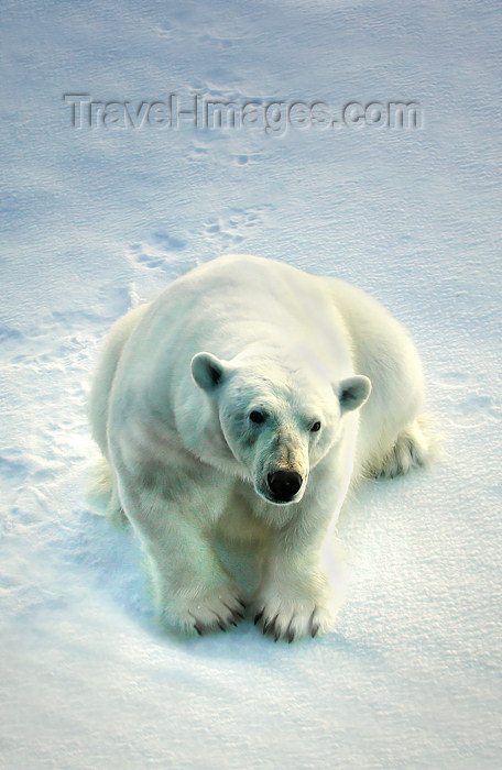 Russia - Franz Josef Land: Polar Bear looking at ship (photo by Bill Cain)