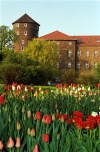 Poland - Cracovia, Cracovie, Kroke, Krak, Krakau, Krakiv, Krakk, Krakov, Krakova, Krakova, Krakovo, Krakw, Krakuf, Krokuva: Wawel - tulips in the gardens - photo by J.Kaman