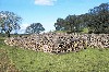 Portugal - Algarve - Perna Seca (norte do concelho de Silves): cork harvest awaiting collection / pilhas de cortia - photo by T.Purbrook