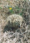 Portugal - Berlengas: baby seagull alone on the nest - bird - fauna - gaivota bb szinha no ninho - photo by M.Durruti