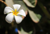 Doha, Qatar: frangipani flower - garden at the intersection of Ali Bin Abdullah St and Banks St, Souq Al Najada - plumeria - photo by M.Torres