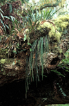 Reunion / Reunio - fern growing over an old trunk - photo by W.Schipper