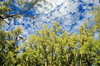 Pointe Coton, Rodrigues island, Mauritius: Casuarina trees and sky - photo by M.Torres