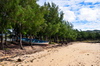 Anse Grand Var, Rodrigues island, Mauritius: beach framed by Casuarina trees, swept by the Indian Ocean winds - photo by M.Torres