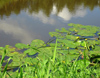 Russia - Meshera Forest  - Moscow oblast: river (photo by Dalkhat M. Ediev)