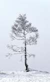 Lake Baikal, Irkutsk oblast, Siberian Federal District, Russia: lone tree on the lake bank - snow - photo by B.Cain