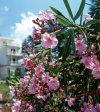 Russia - Krasnodar kray: Oleander or bay rose / Adelfa / Oleandro - Nerium oleander (photo by Vladimir Sidoropolev)