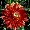 Russia - Krasnodar kray: Dahlia - dalia - flower (photo by Vladimir Sidoropolev)