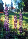 Russia - Krasnodar kray: Lupin / lupine / tremoceiro (photo by Vladimir Sidoropolev)