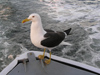 Russia - Republic of Karelia: Seagull on a boat - photo by J.Kaman