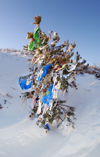 Lake Baikal, Irkutsk oblast, Siberian Federal District, Russia: Shaman prayer flags on a tree - photo by B.Cain