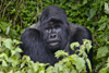 Volcanoes National Park, Northern Province, Rwanda: Mountain Gorilla - Gorilla beringei beringei - Gorundha, of the Sabyinyo Group, poses for the camera - photo by C.Lovell