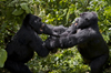 Volcanoes National Park, Northern Province, Rwanda: play fighting creates a pecking order within Mountain Gorillas - Kwitonda Group - Gorilla beringei beringei - photo by C.Lovell