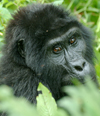 Rwanda - Parc National des Volcans / PNV / Volcanoes' national park -  Virunga Volcanoes:: mountain gorilla - location for Dian Fossey and Gorillas in the Mist - photo by J.Banks