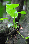 Mt Scenery trail, Saba: plant grows on a tree trunk - elfin forest - the island is famous for its ecotourism - photo by M.Torres