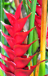 Mt Scenery trail, Saba: wild Heliconia caribaea in the forest - tropical flower - Saba has a diverse and vibrant ecosystem - photo by M.Torres