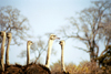 South Africa - Kruger Park: ostriches - Struthio camelus - photo by J.Stroh