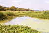 South Africa - Marble Hall: Elands river, a tributary of the Crocodile River - photo by J.Stroh